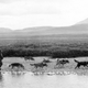Illustration for article titled These Dogs are Honorary Geologists for Their Early Exploration of Alaska